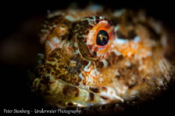 Portrait of a Scorpionfish by Peter Stenberg 